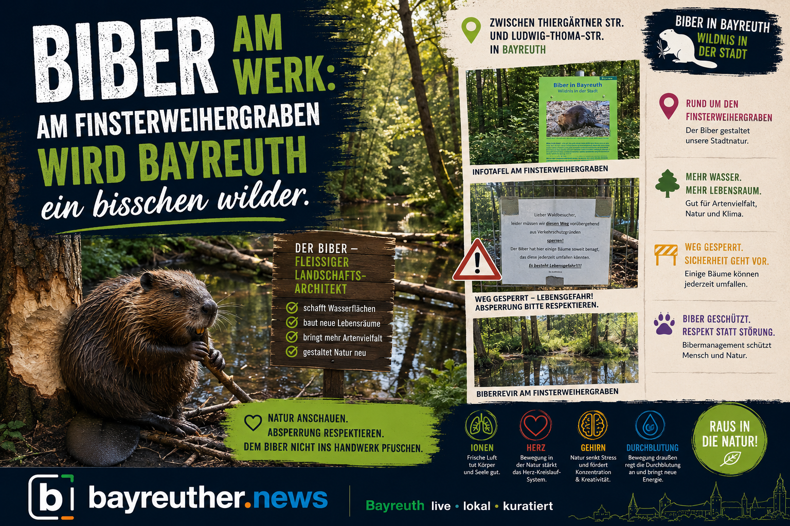 Biber am Werk: Am Finsterweihergraben wird Bayreuth ein bisschen wilder